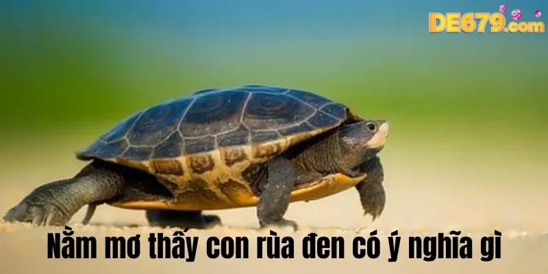 Nằm mơ thấy con rùa đen có ý nghĩa gì