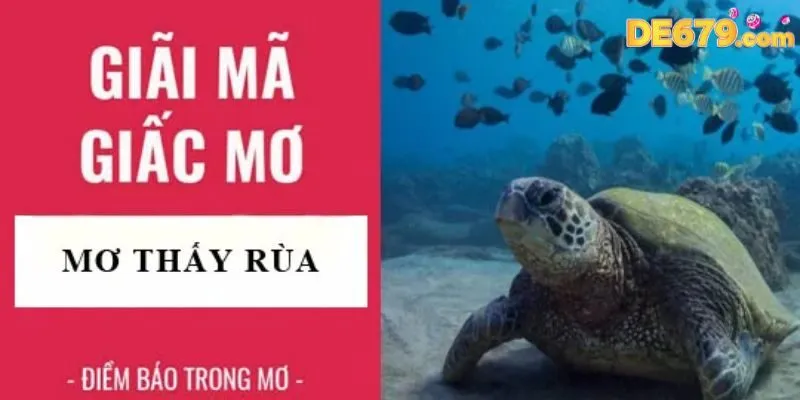 Đánh con số may mắn nào khi mơ giấc mơ về rùa