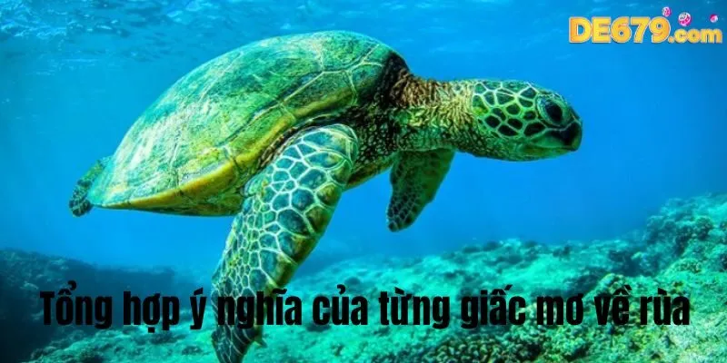 Tổng hợp ý nghĩa của từng giấc mơ về rùa